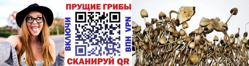 Псилоцибиновые грибы прущие грибы как найти закладки это наркотические препараты Челябинск omg зеркало